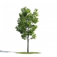 Tree 29 AM171 Archmodels