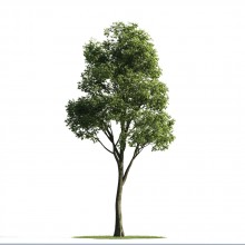 Tree 51 AM176 Archmodels
