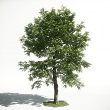 Tree 51 AM1 for CryEngine Archmodels