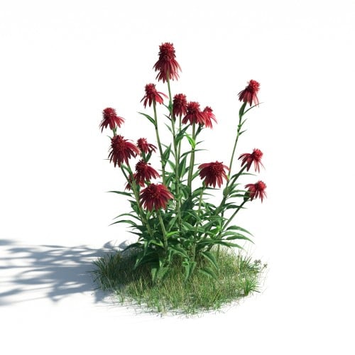 plant 37 AM183 Archmodels