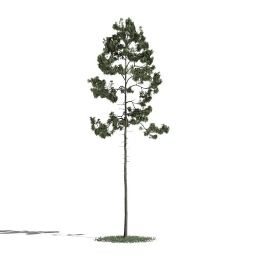 Tree 45 AM1 for Blender Archmodels