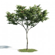 Tree 5 AM171 Archmodels