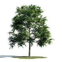 Tree 11 AM171 Archmodels