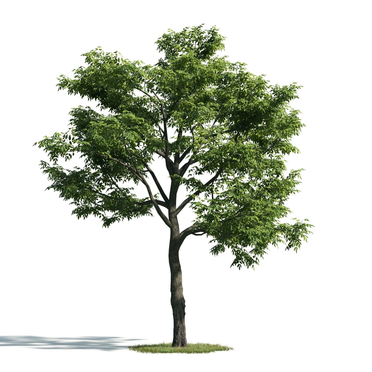 Mango Tree 3d Model Free Download