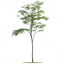 tree 15 AMC1