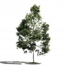 Tree 39 AM1 for Blender Archmodels