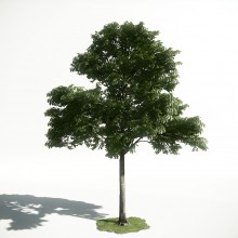 Tree 31 AM1 for CryEngine Archmodels
