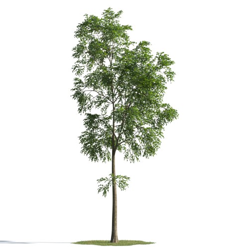 tree 42 AMC1