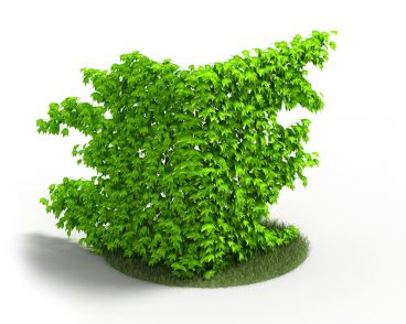 Plant 40 AM4 for Cinema4D Archmodels