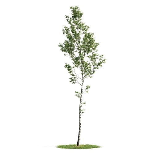 Tree 3 AM176 Archmodels