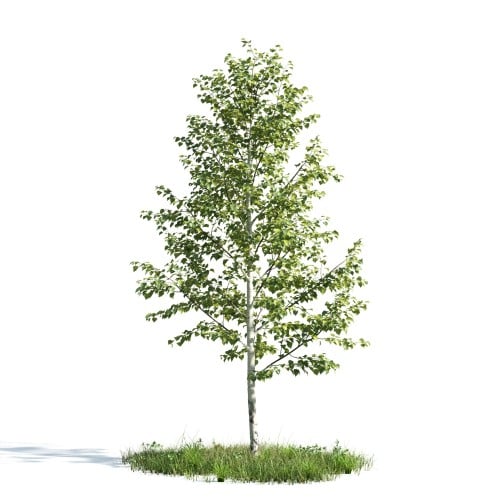 Tree 10 AM176 Archmodels