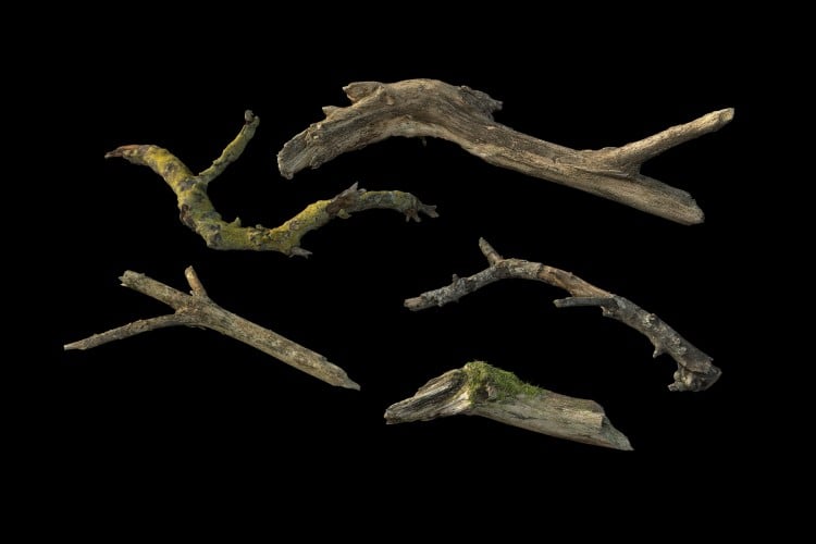 46 forest element