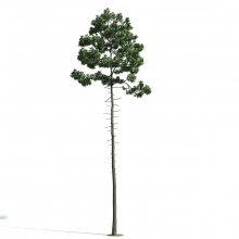 Tree 36 AM171 Archmodels