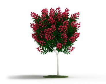 Plant 6 AM4 for Cinema4D Archmodels