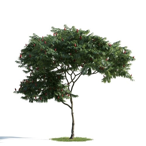 tree 6 AM163 Archmodels
