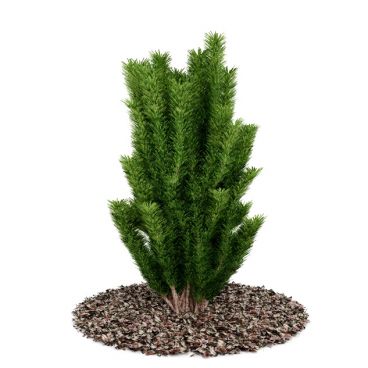 Plant 43 AM52 for Cinema4D Archmodels