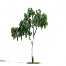 Tree 17 AM171 Archmodels