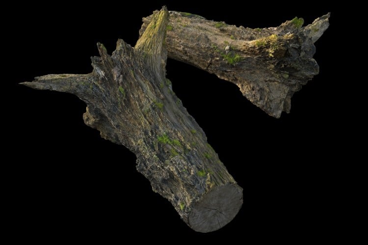 38 forest element