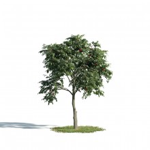 Tree 9 AM171 Archmodels