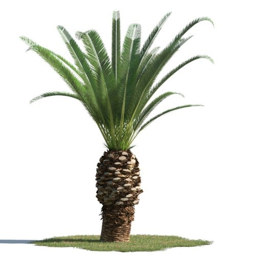 tree 62 AMC1