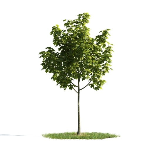 Tree 17 AM176 Archmodels