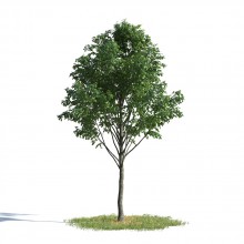 tree 2 AMC1