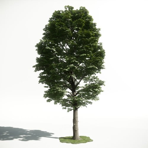 Tree 54 AM1 for CryEngine Archmodels