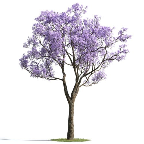 tree 18 AMC1