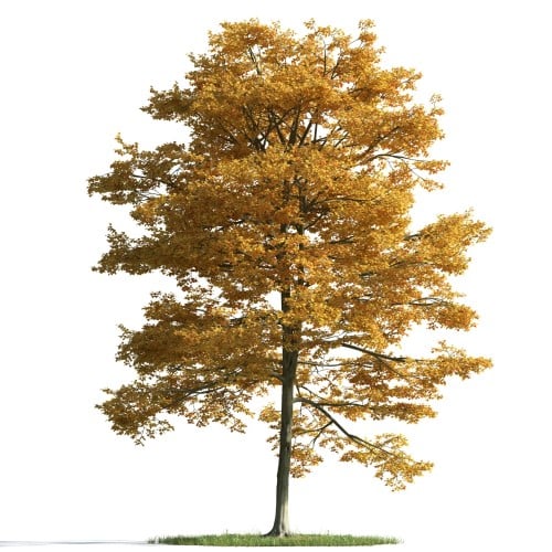 tree 23 AM163 Archmodels