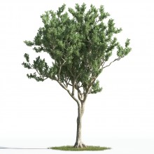 tree 19 AMC1