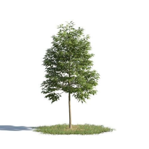 tree 97 AMC1