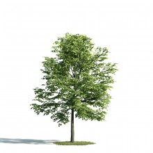 Tree 23 AM171 Archmodels