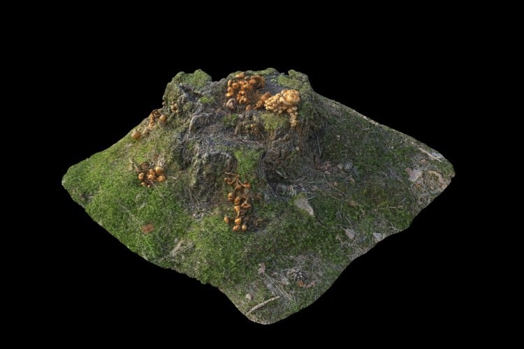 20 forest element