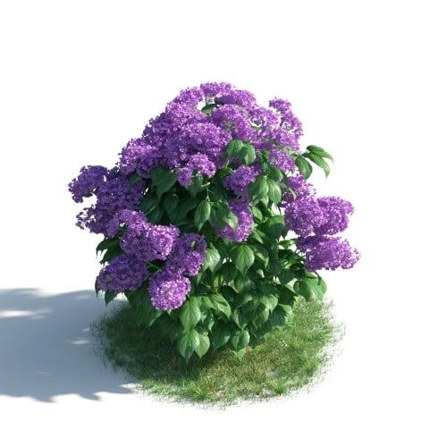 plant 26 AM183 Archmodels