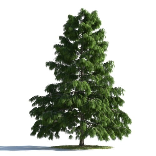 tree 39 AMC1