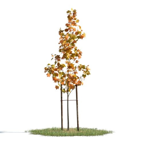 tree 54 AMC1