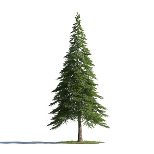 tree 85 AMC1