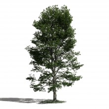 Tree 53 AM1 for Blender Archmodels
