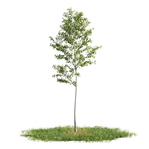 Tree 11 AM176 Archmodels