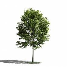 Tree 22 AM1 for Blender Archmodels