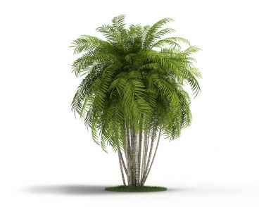Plant 13 AM4 for Cinema4D Archmodels