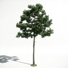 Tree 35 AM1 for CryEngine Archmodels