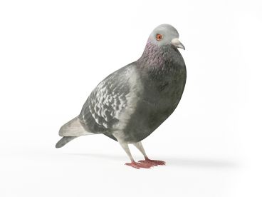 pigeon 11 AM83 Archmodels