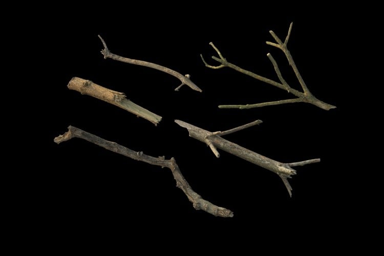 43 forest element