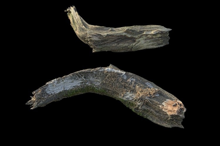 36 forest element