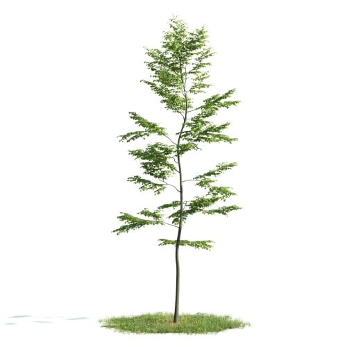 Tree 38 AM176 Archmodels