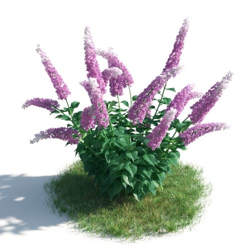 plant 31 AM183 Archmodels