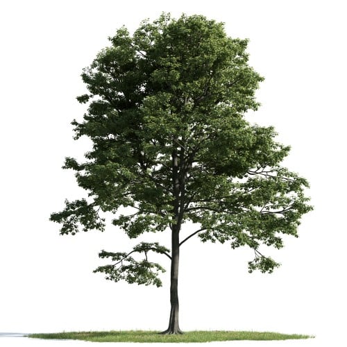 tree 41 AM163 Archmodels