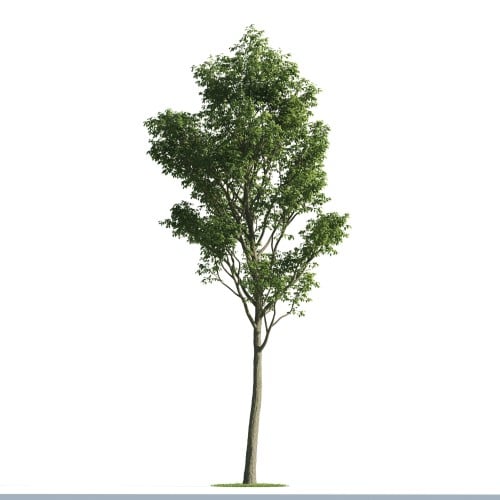 Tree 49 AM176 Archmodels