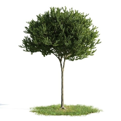 Tree 45 AM176 Archmodels